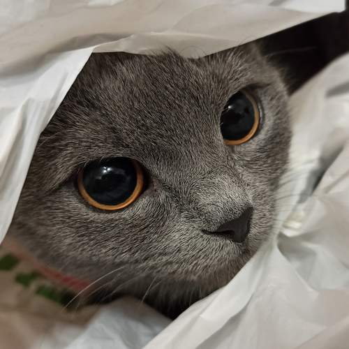 Photo #8834544
