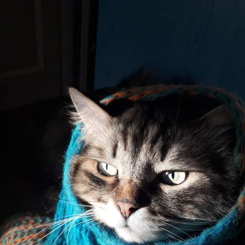 Photo #8834711