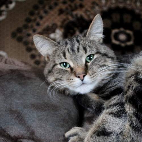 Photo #8836442