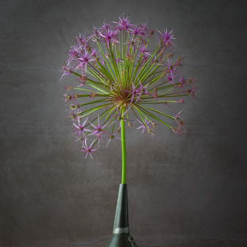 Allium in funnel