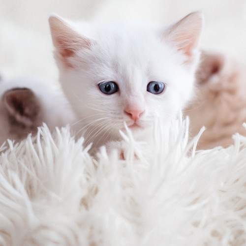 Photo #8837996