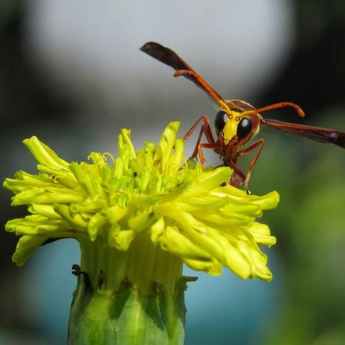 Contrasting nature, congruent beauty.