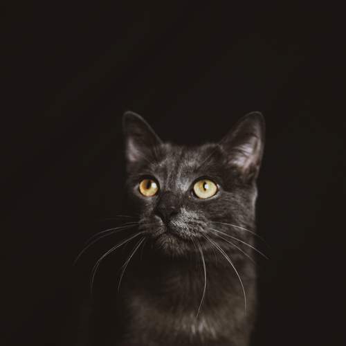 Photo #8839330