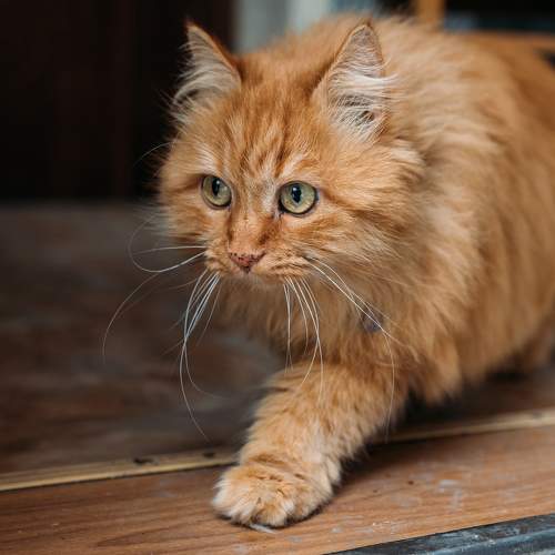 Photo #8840827