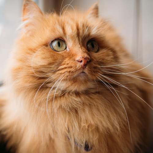 Photo #8840832