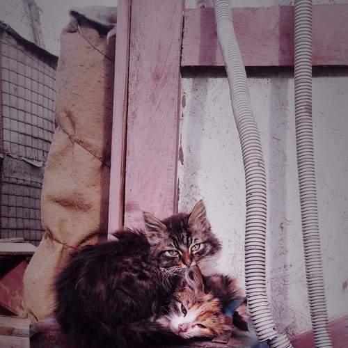 Photo #8842281
