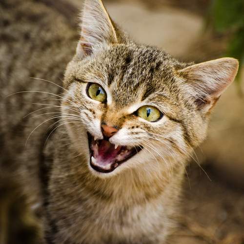 Photo #8842814