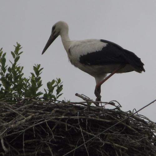Photo #8844000