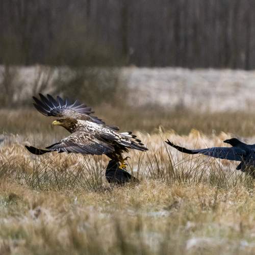 Photo #8844685