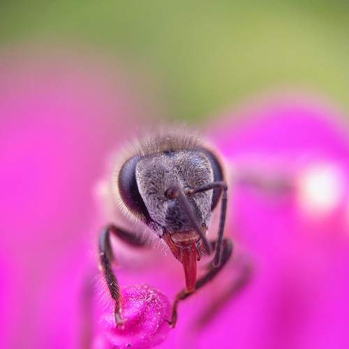 Bee