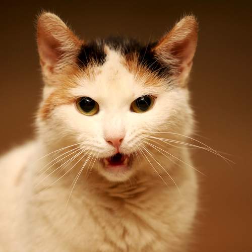 Photo #8845749