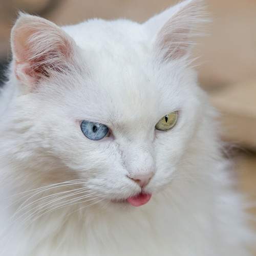 Photo #8847511