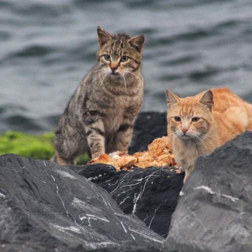 Photo #8848162