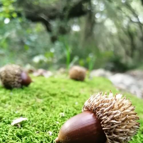 oak on the way