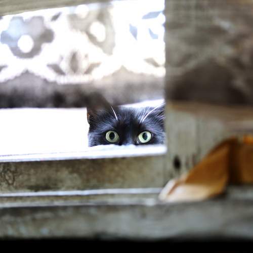 Photo #8850820