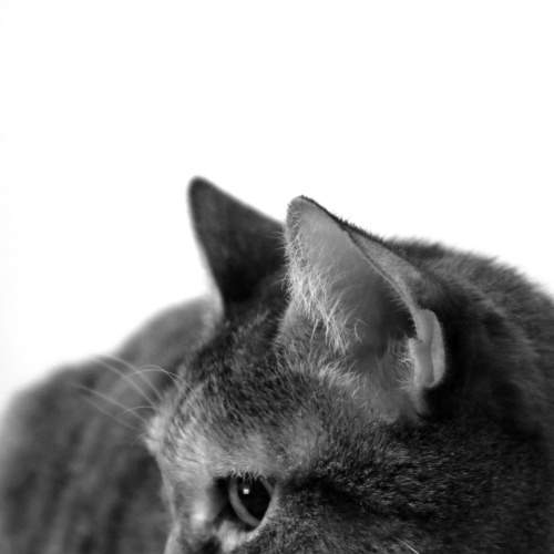 Photo #8851114