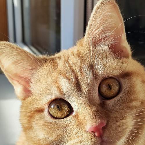Photo #8851183