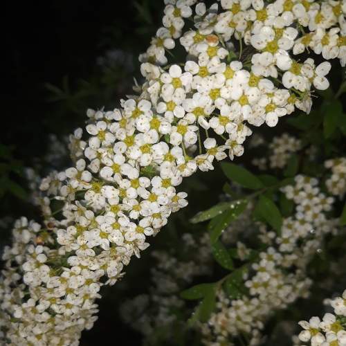 Photo #8851753