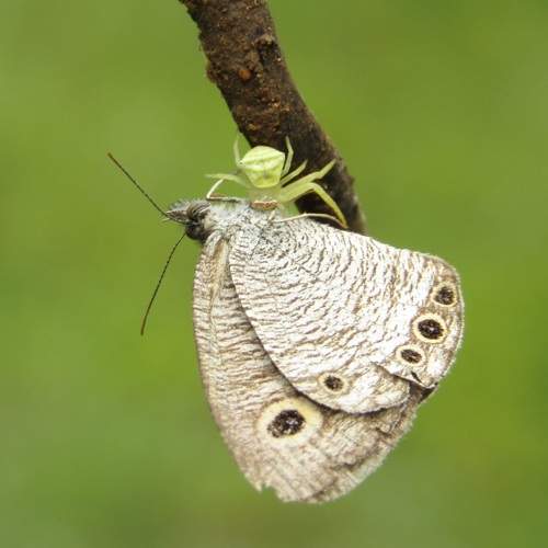 Crab spider with butterfly kill