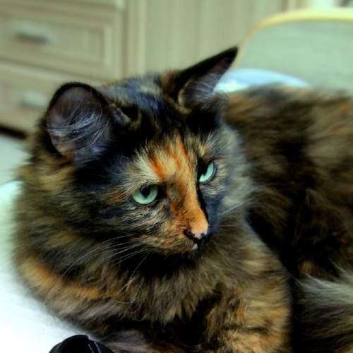 Photo #8853164