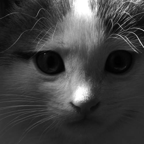 Photo #8853335