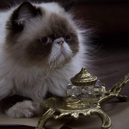 Photo #8853856