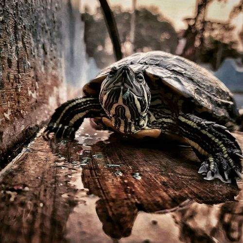 Photo #8854394