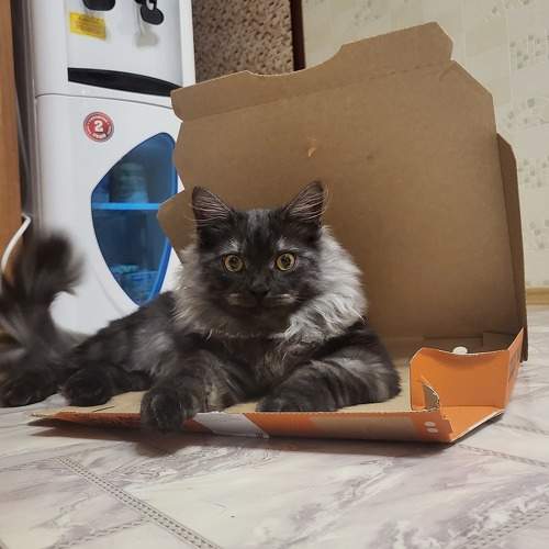Photo #8854559