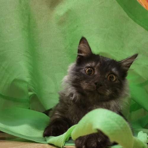Photo #8854612