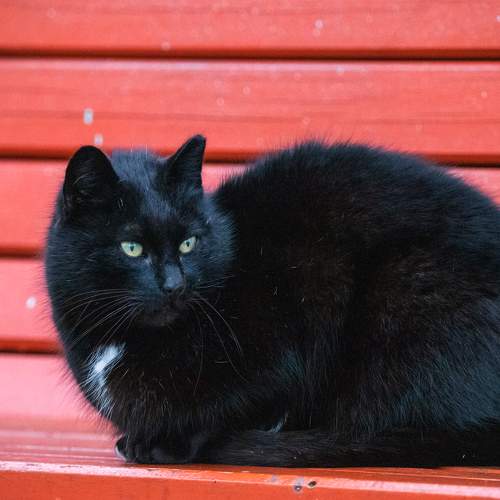 Photo #8854680