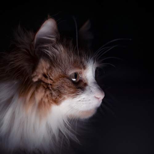 Photo #8856824