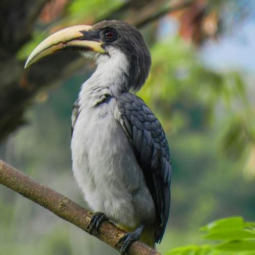 Wildlife