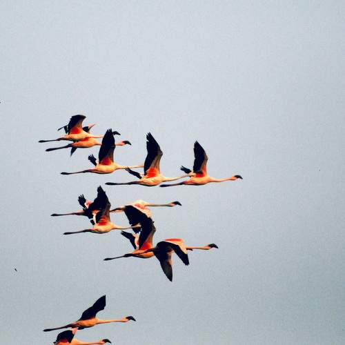 Bird Series