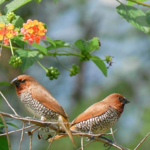 Wildlife