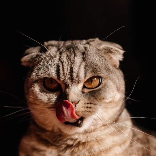 Photo #8859562