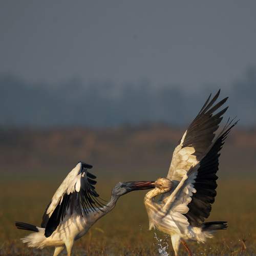 Asian openbill stork territorial fight