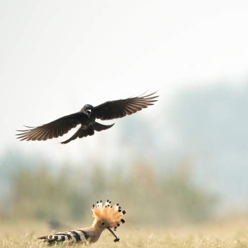 Battle between Hoopoe and Black Drongo for food