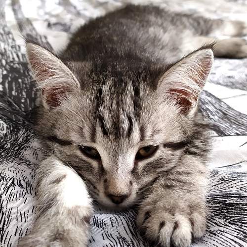 Photo #8860802