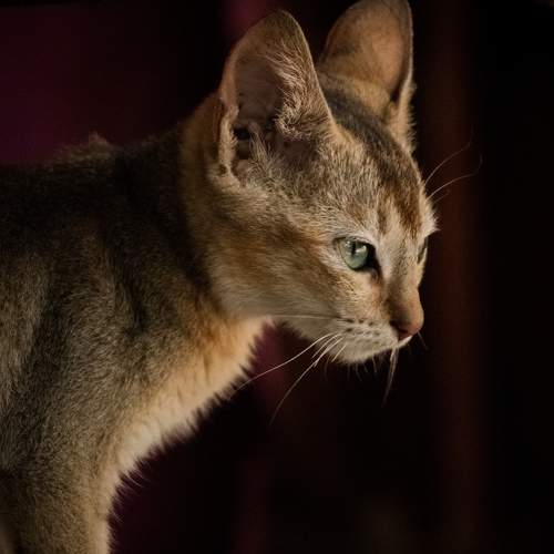 Photo #8862683