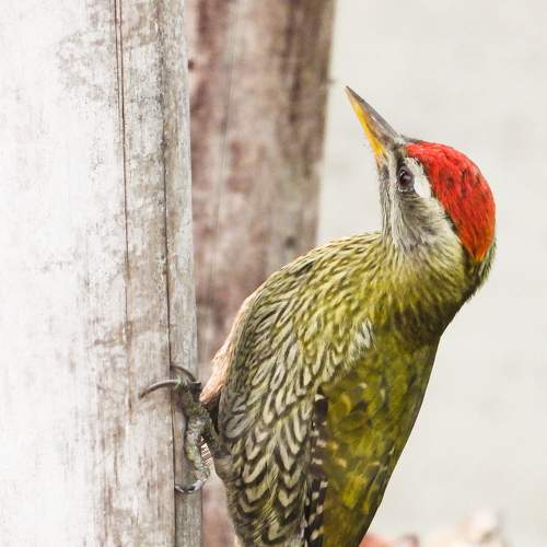 Photo #8862934