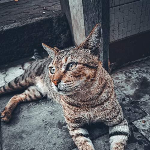 Cats