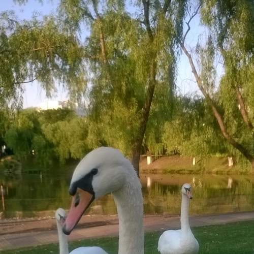 Лебеди     Swans