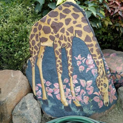 Giraffe photography