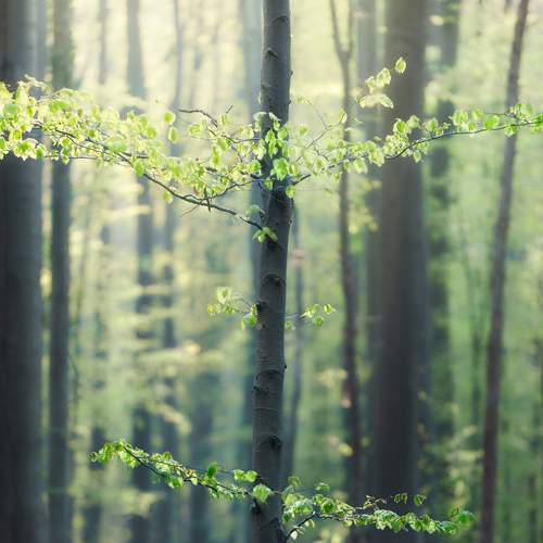Blue forest