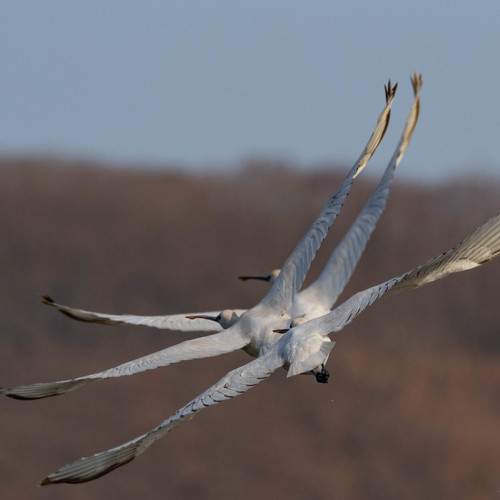 Photo #8868131