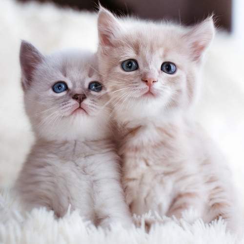 Photo #8868722