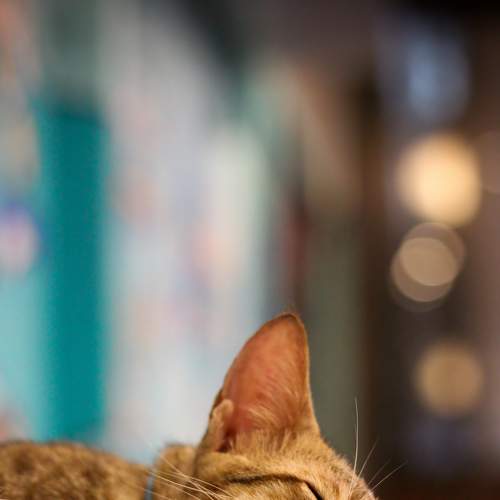 Day Dreaming