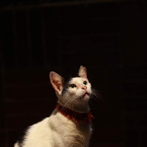 Hey Hooman, Let Me Click You!