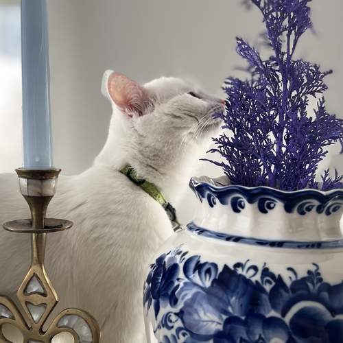 Photo #8868833