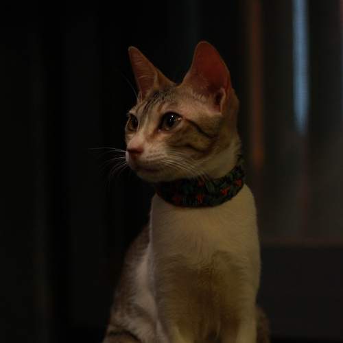 You Click, I Pose!